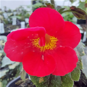 Achimenes 'Inferno'